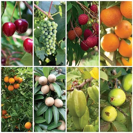 Fruit Plant Nursery