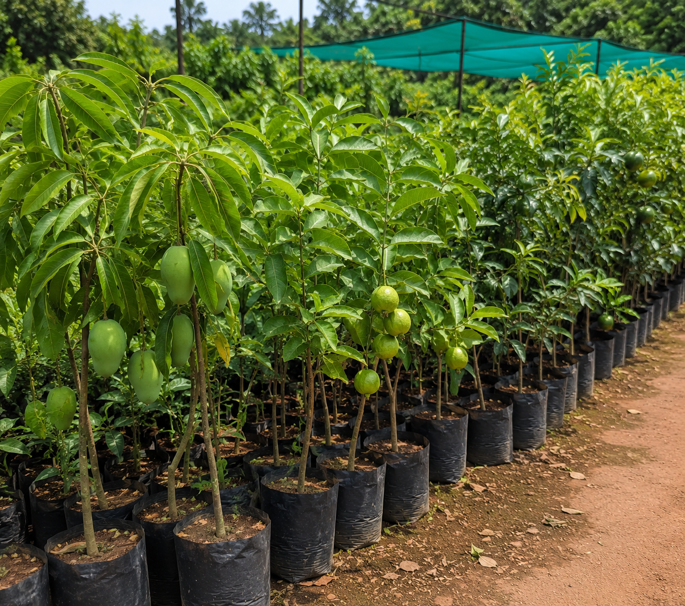 Fruit plants and saplings at a nursery in Kadiyam