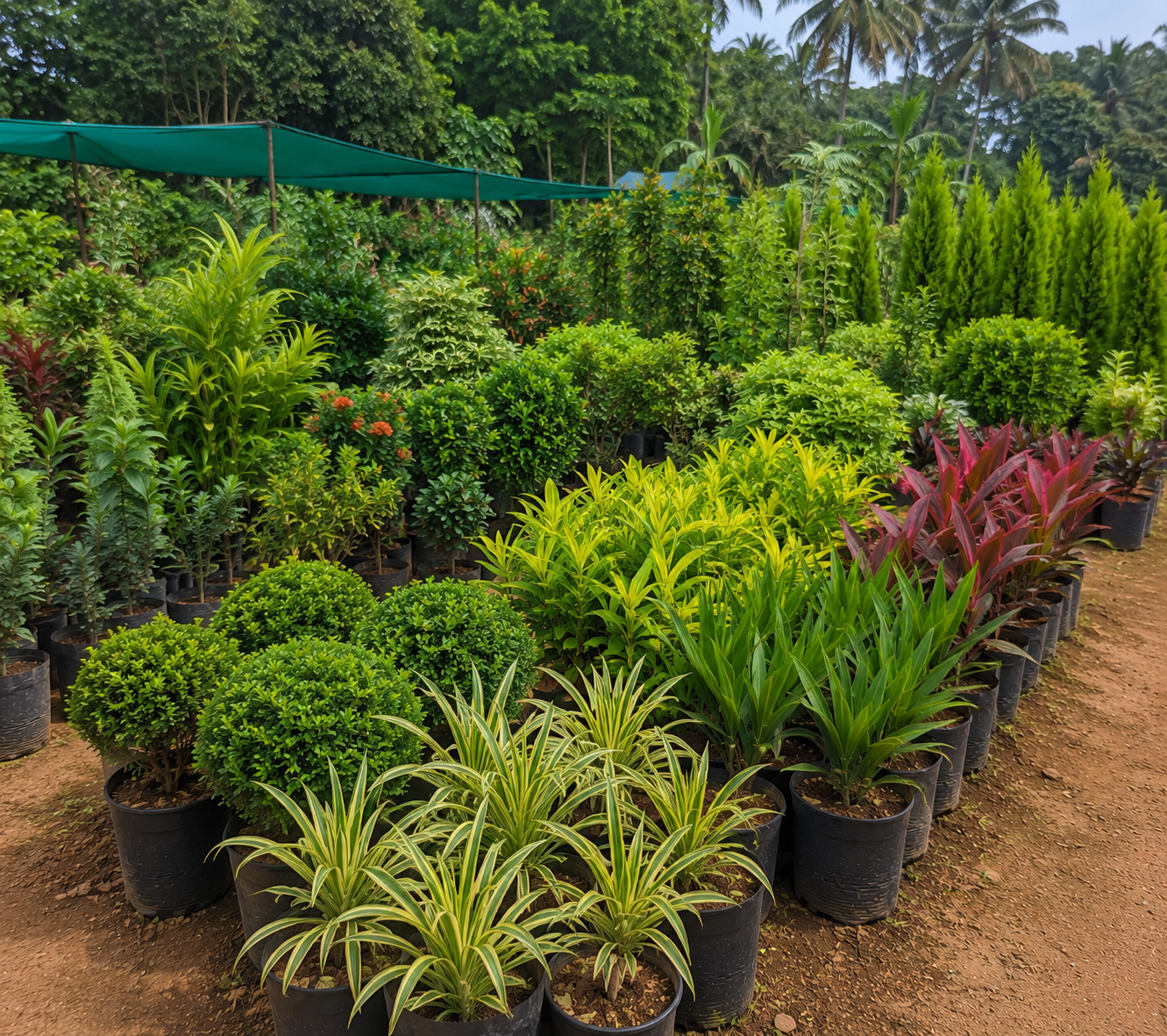 Ornamental plants and decorative shrubs at a nursery in Kadiyam