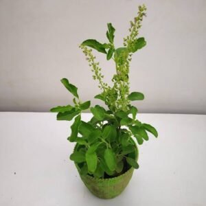 tulasi