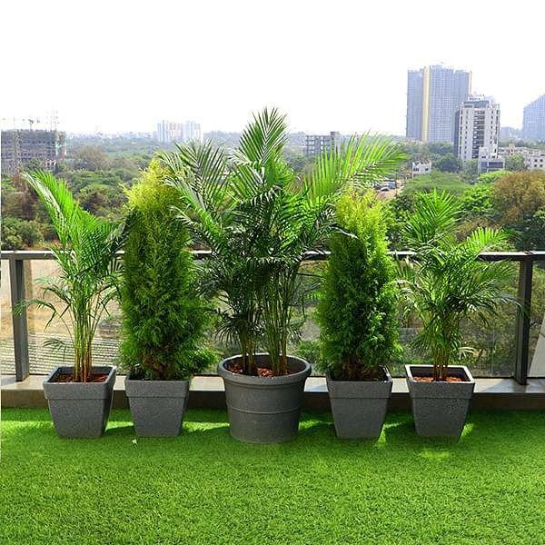outdoor plant